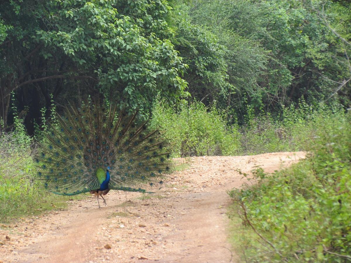 Castle Resort Yala Tissamaharama Eksteriør bilde