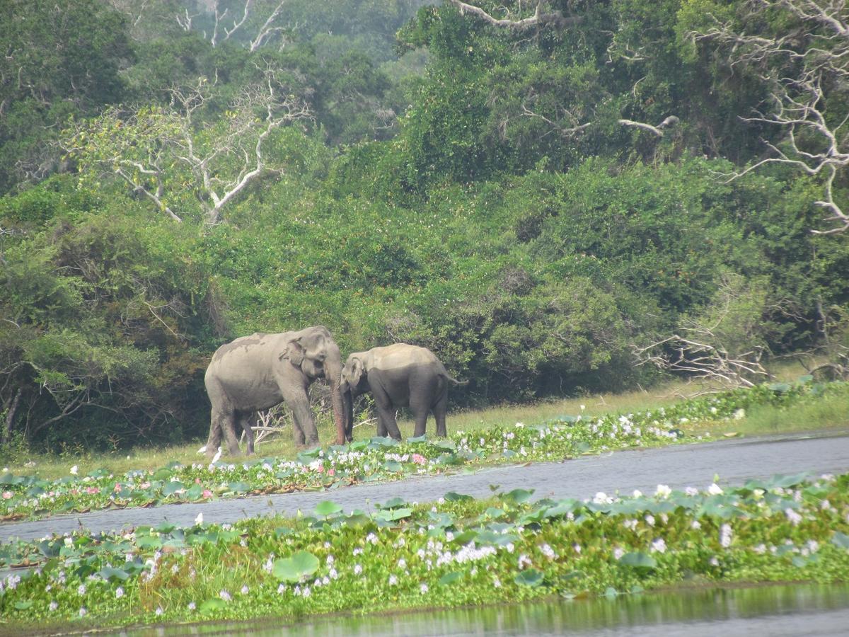 Castle Resort Yala Tissamaharama Eksteriør bilde