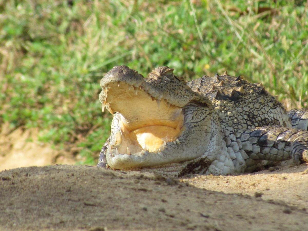 Castle Resort Yala Tissamaharama Eksteriør bilde